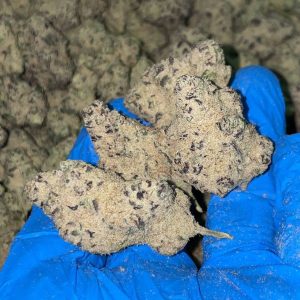 K2 Spice infused weed UK, buy K2 Spice UK, synthetic cannabinoids UK, Spice herbal incense UK, legal high Spice UK, Spice drug UK, K2 spray on weed UK, synthetic cannabis UK, buy Spice online UK, K2 legal status UK, risks of Spice UK, Spice addiction UK, K2 weed dangers UK, order K2 infused weed UK, Spice health effects UK, fake weed UK, buy synthetic weed UK, herbal blends Spice UK, Spice effects UK, K2 sale UK, Spice headshop UK, psychoactive substances act Spice UK, Spice withdrawal UK, K2 chemical ingredients UK, online Spice shop UK, prison Spice drug UK, Spice and mental health UK, K2 intake risks UK, K2 Spice research UK, Spice regulation UK