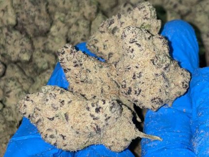 K2 Spice infused weed UK, buy K2 Spice UK, synthetic cannabinoids UK, Spice herbal incense UK, legal high Spice UK, Spice drug UK, K2 spray on weed UK, synthetic cannabis UK, buy Spice online UK, K2 legal status UK, risks of Spice UK, Spice addiction UK, K2 weed dangers UK, order K2 infused weed UK, Spice health effects UK, fake weed UK, buy synthetic weed UK, herbal blends Spice UK, Spice effects UK, K2 sale UK, Spice headshop UK, psychoactive substances act Spice UK, Spice withdrawal UK, K2 chemical ingredients UK, online Spice shop UK, prison Spice drug UK, Spice and mental health UK, K2 intake risks UK, K2 Spice research UK, Spice regulation UK